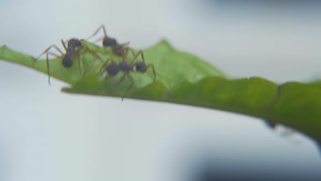 Several-fire-ants-cutting-a-bush-green-leaf