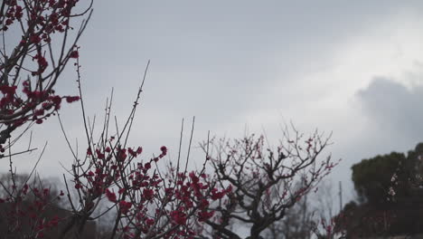 Clipschwenk-In-Zeitlupe-Direkt-Von-Einem-Sakura-Baum-Oder-Einer-Kirschblüte,-Die-Zu-Blühen-Beginnt,-Um-An-Einem-Bewölkten-Tag-Die-Burg-Von-Osaka-Im-Hintergrund-Zu-Enthüllen