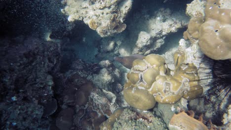 Unterwasseraufnahme-Von-Oben-Von-Einer-Riesigen-Muräne,-Die-Sich-Unter-Korallen-In-Der-Andamanensee-Versteckt