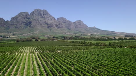 Aerial-pan-of-a-vineyard-at-base-of-mountain-range-in-South-Africa