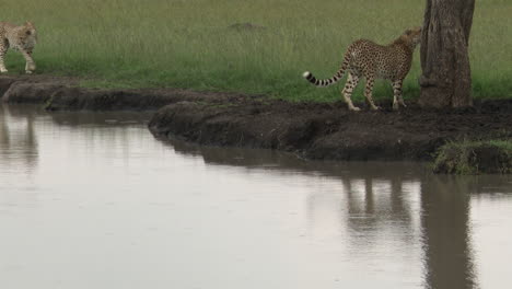 Cheetah-two-brothers-beside-a-small-pond,-walking-up-to-a-tree-to-scent-mark-,-Masai-Mara,-Kenya