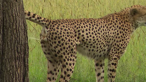 Cheetah-two-brothers-walking-on-a-water's-edge,-while-raining,-Masai-Mara,-Kenya