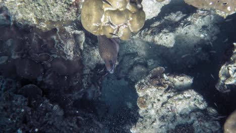 A-beautiful-moray-eel-slightly-peeking-out-of-it's-coral-home-in-Koh-Kradan,-Thailand---underwater