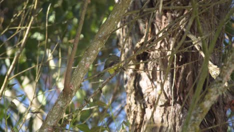 Pitangus-Sulphuratus-resting-on-a-eucalyptus-branch