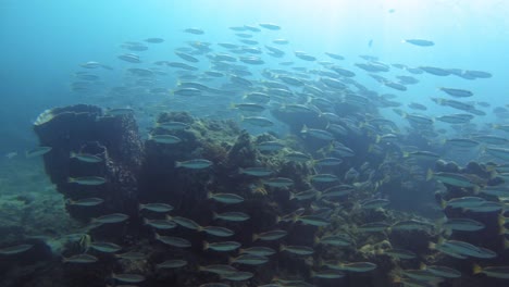 Schöne-Korallenfische-Schwimmen-Miteinander-Durch-Die-Korallen-Von-Ko-Kradan,-Thailand---Unter-Wasser
