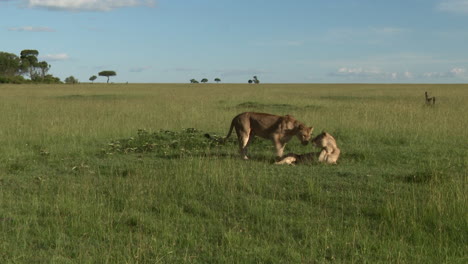 African-lion-female-walking-on-savannah,-Masai-Mara,-Kenya