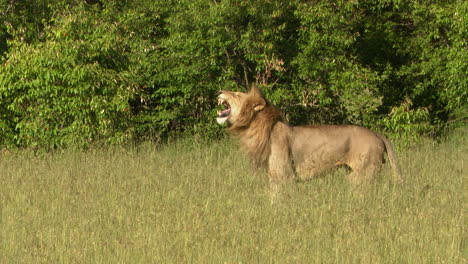 African-lion-male-flehming-while-standing-in-front-of-bushes,-Masai-Mara,-Kenya