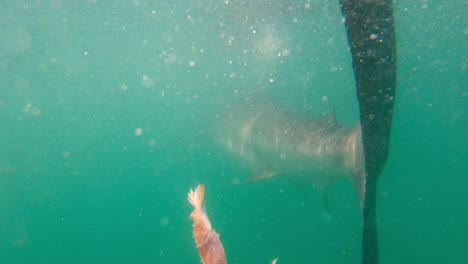 Copper-shark-moves-through-a-school-of-fish,-turns-and-swims-away