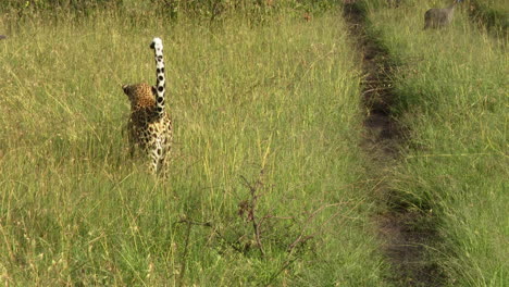 Leopard--but-walks-away,-Masai-Mara,-Kenya