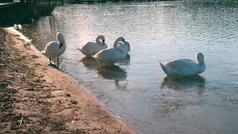 Cisnes-Mudos-Acicalándose-Mientras-Descansan-En-La-Orilla-Del-Lago---Plano-Medio