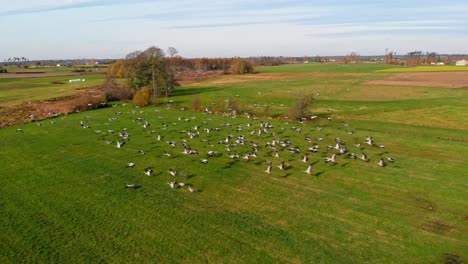 A-group-of-common-cranes-flying-over-the-beautiful-green-fields-in-Charzykowy,-Poland---wide-shot