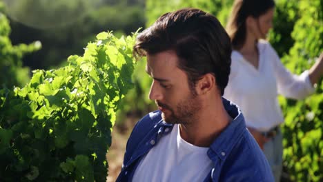 Couple-in-vineyard-during-harvest-season