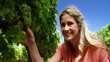 Portrait-of-happy-woman-examining-grapes-in-vineyard