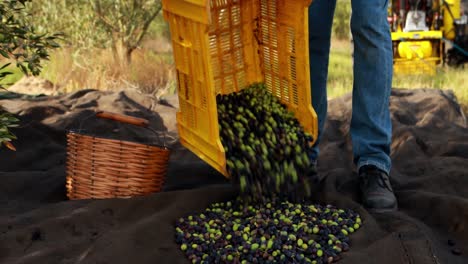 Low-section-of-man-collecting-olives-4k