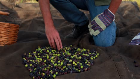 Man-putting-harvested-olives-in-basket-4k