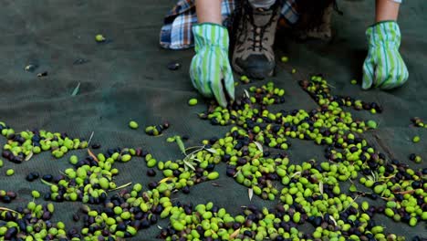 Hand-of-farmer-collecting-harvested-olives-in-farm