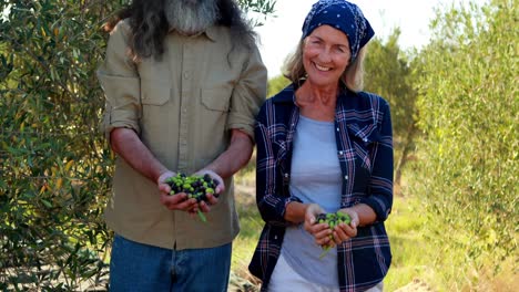 Happy-couple-holding-harvested-olives-in-hand-4k