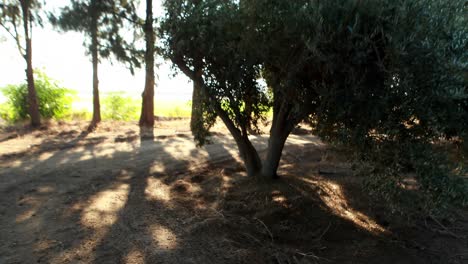 Man-jogging-in-olive-farm