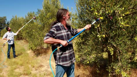 Men-using-olive-picking-tool-while-harvesting-4k