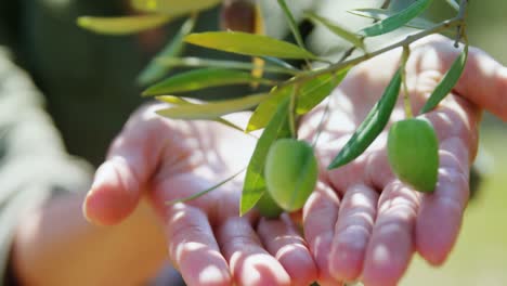 Farmer-examining-olives-in-farm-on-a-sunny-day-4k