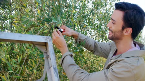 Farmer-cutting-olives-from-pruning-shears-in-farm-4k