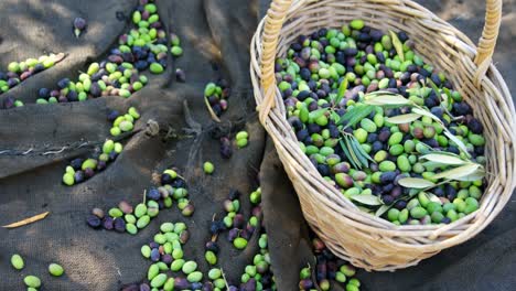Smiling-couple-holding-harvested-olives-in-farm-4k