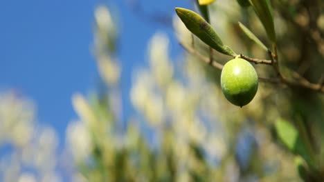 Close-up-of-olives-on-branch-in-farm-4k