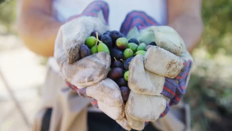 Farmer-holding-a-hand-full-of-olives-in-farm-4k