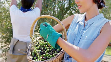 Farmer-holding-a-basket-of-olives-in-farm-4k