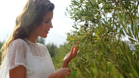 Woman-examining-olives-in-farm-4k