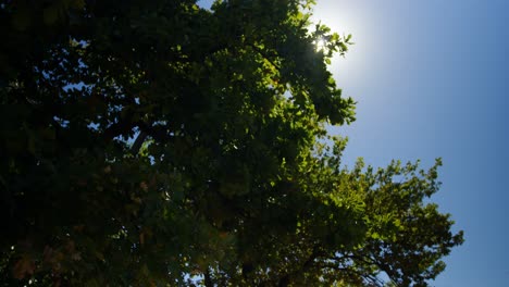 Tree-with-blue-sky-on-a-sunny-day-4k