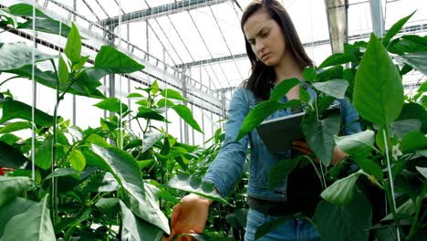 Woman-checking-eggplant-while-using-digital-tablet-4k