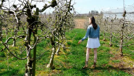 Woman-walking-in-a-vineyard-4k