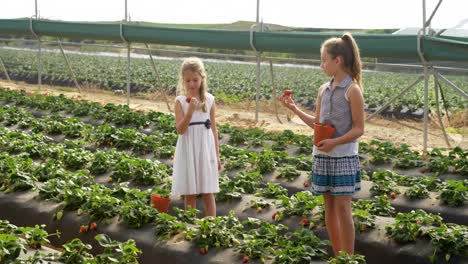 Girls-holding-strawberries-in-the-farm-4k