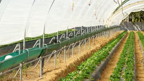 Strawberry-farm-in-greenhouse-4k