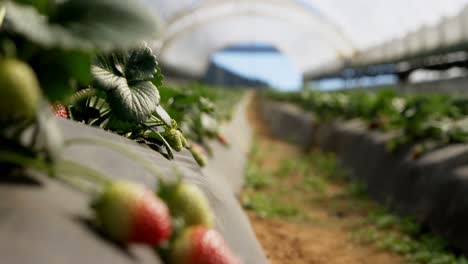 Ripe-strawberries-in-the-farm-4k