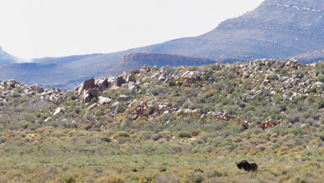 -Wildebeest-grazing-on-grassland-4k