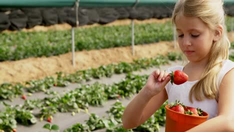 Girl-examining-strawberry-in-the-farm-4k