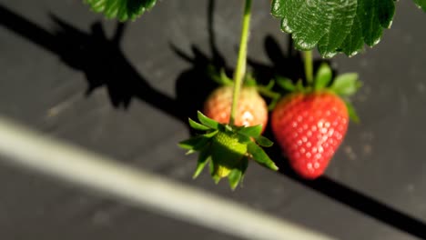 Strawberries-in-farm-on-a-sunny-day-4k
