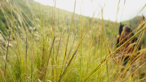 Male-hiker-touching-grass-while-walking-in-countryside-4k