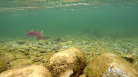 Fish-swimming-under-mountain-river-4k