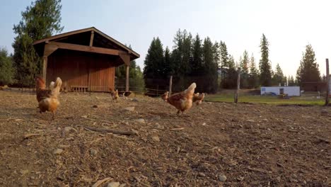 Hühner-Grasen-Auf-Dem-Bauernhof-4k