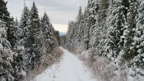 Straße,-Die-Im-Winter-Durch-Den-Wald-Führt-4k