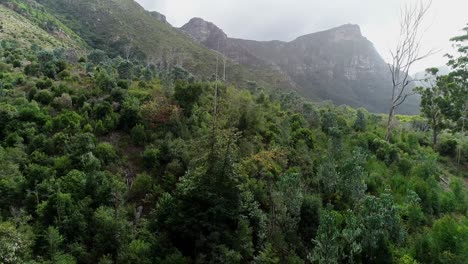 Bosque-Verde-En-La-Ladera-De-La-Montaña-4k