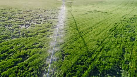 Irrigation-of-green-crops-4k