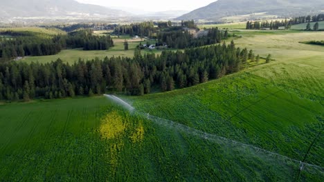 Bewässerung-Von-Grünpflanzen-4k