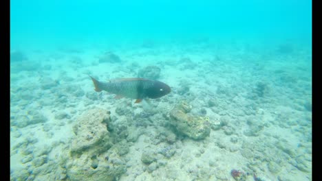 Fish-under-sea-water-4k