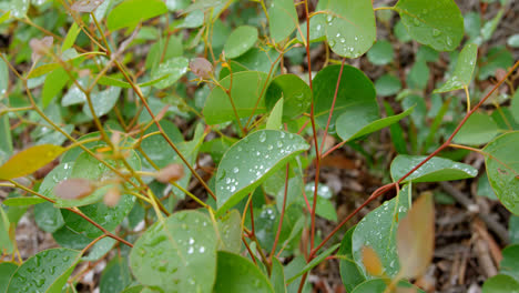 Close-up-of-rain-on-leaves-4k