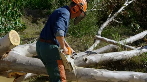 Lumberjack-cutting-fallen-tree-in-the-forest-4k