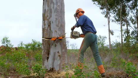 Lumberjacks-cutting-down-tree-in-the-forest-4k